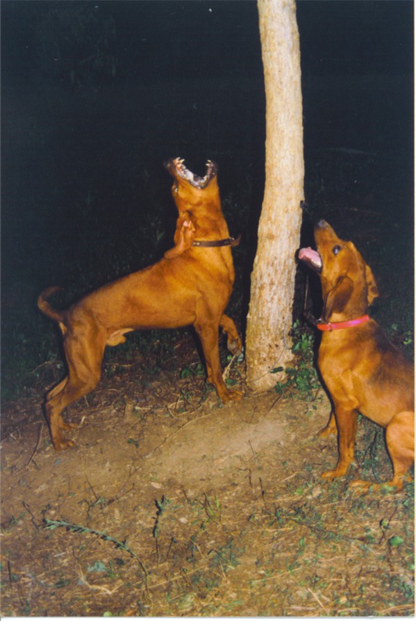 red coon dog