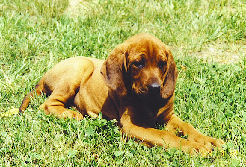 red coon dog