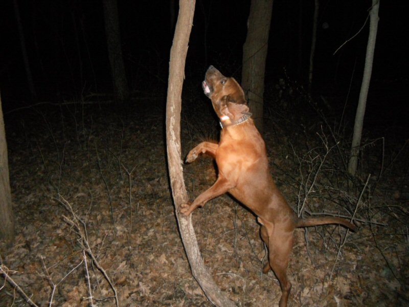 redbone coonhound treeing